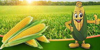 starch-based plant based starches material