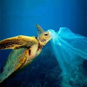 Compostable Garbage Bags