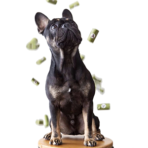 کیسه‌های مدفوع کیسه‌های زباله سگ بدون بو، ضد نشت، سازگار با زمین 0