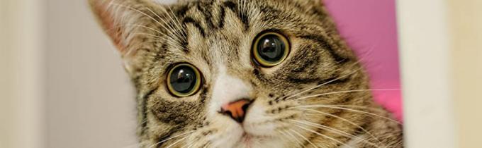 cat kitty litter disposal