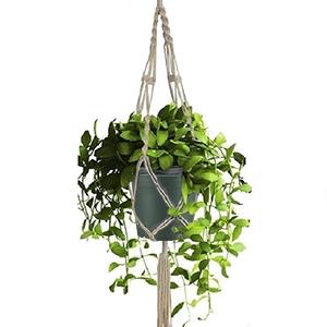 hanging planter