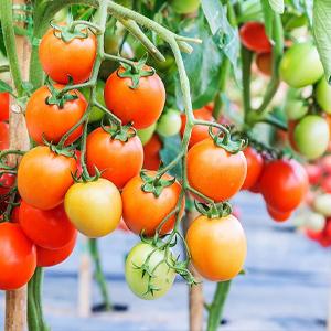 landscape fabric, weed barrier, ecogardener, ecogardener landscape fabric